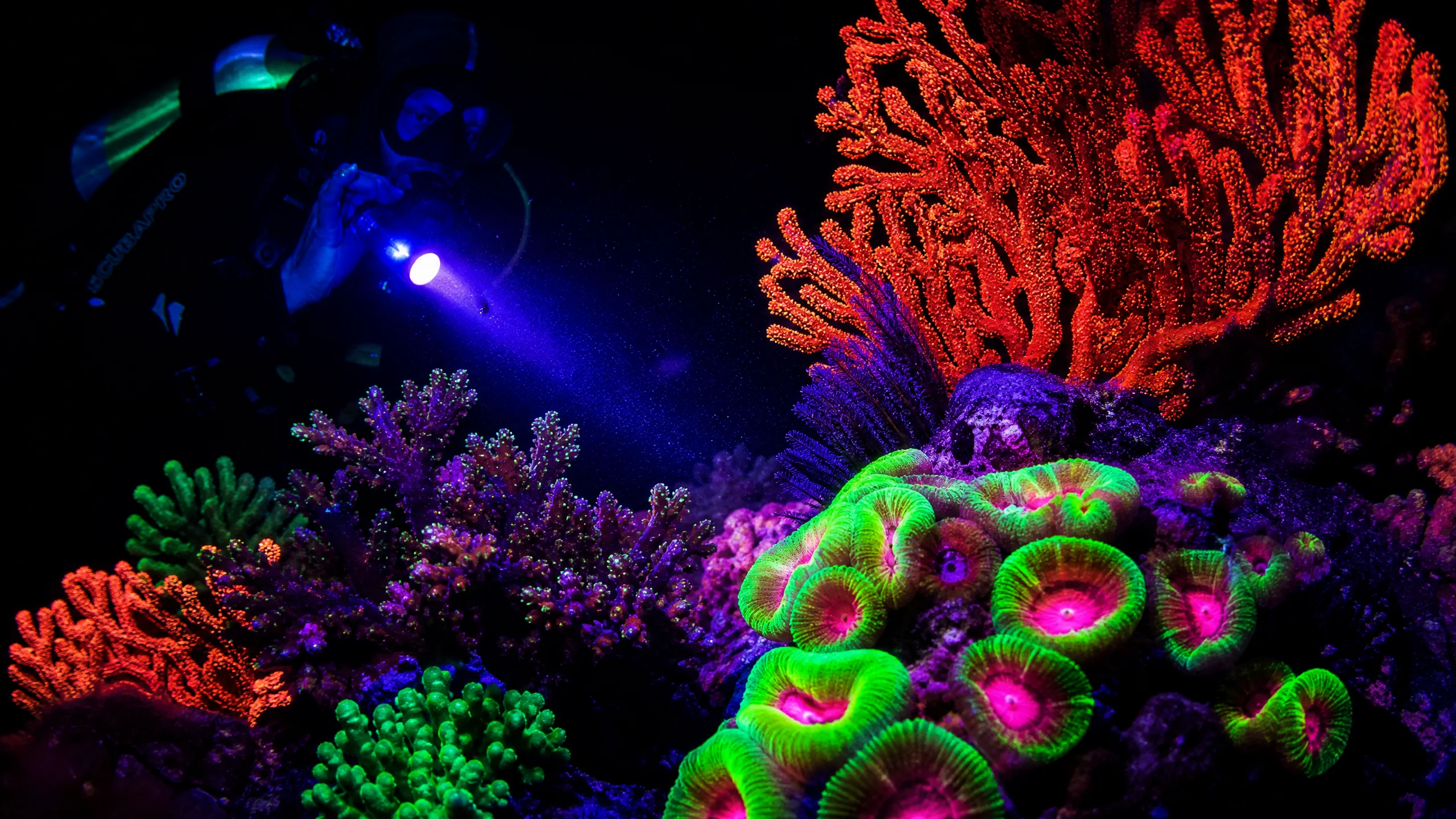 夜潜荧光珊瑚‍发出绚丽色彩